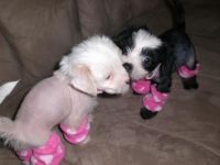Chinese Crested Dog Puppies for sale in Pittsburgh, PA, USA. price: NA