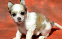 Chinese Crested Dog Puppies for sale in Milwaukee, WI, USA. price: NA