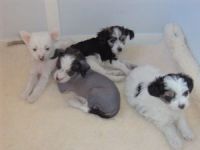 Chinese Crested Dog Puppies for sale in California St, San Francisco, CA, USA. price: NA