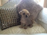 Chinese Crested Dog Puppies for sale in California Ave, South Gate, CA 90280, USA. price: NA