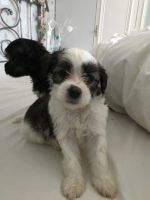 Chinese Crested Dog Puppies for sale in Texas City, TX, USA. price: NA