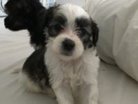 Chinese Crested Dog Puppies for sale in Los Angeles, CA 90005, USA. price: NA