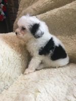 Chinese Crested Dog Puppies for sale in Washington, DC, USA. price: NA