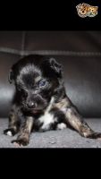 Chinese Crested Dog Puppies for sale in SC-14, Fountain Inn, SC 29644, USA. price: NA