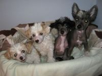 Chinese Crested Dog Puppies for sale in 58503 Rd 225, North Fork, CA 93643, USA. price: NA