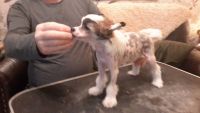 Chinese Crested Dog Puppies for sale in Carrollton, TX, USA. price: NA