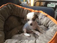 Chinese Crested Dog Puppies for sale in Brooklyn, MS 39425, USA. price: NA