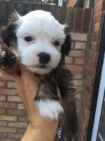 Chinese Crested Dog Puppies for sale in New Castle, PA, USA. price: NA