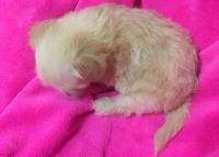 Chinese Crested Dog Puppies for sale in Edison, NJ 08837, USA. price: NA