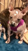 Chinese Crested Dog Puppies for sale in Odessa, TX, USA. price: NA