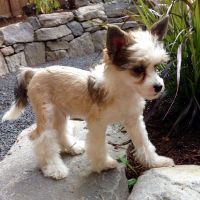 Chinese Crested Dog Puppies for sale in Indianapolis, IN, USA. price: NA