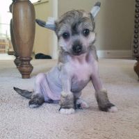 Chinese Crested Dog Puppies for sale in Houston, TX, USA. price: NA
