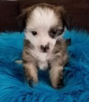 Chinese Crested Dog Puppies for sale in Trenton, MI 48183, USA. price: NA