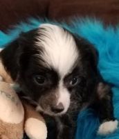 Chinese Crested Dog Puppies for sale in Trenton, MI 48183, USA. price: NA