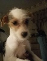 Chinese Crested Dog Puppies for sale in Cleveland, OH, USA. price: NA