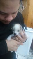 Chinese Crested Dog Puppies for sale in Johnstown, PA, USA. price: NA