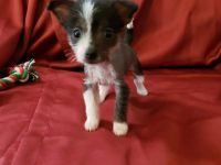 Chinese Crested Dog Puppies for sale in Webb City, MO, USA. price: NA