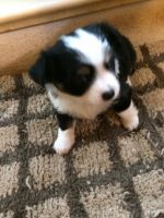 Chinese Crested Dog Puppies for sale in Cedar Creek, TX, USA. price: NA
