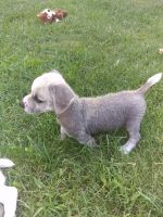 Chinese Crested Dog Puppies for sale in Everton, AR 72633, USA. price: NA
