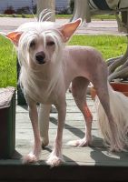 Chinese Crested Dog Puppies for sale in High Ridge, MO 63049, USA. price: NA