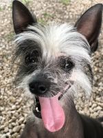 Chinese Crested Dog Puppies for sale in San Antonio, TX, USA. price: NA
