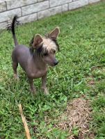 Chinese Crested Dog Puppies Photos