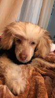Chinese Crested Dog Puppies for sale in Bay City, MI 48707, USA. price: NA