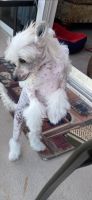Chinese Crested Dog Puppies for sale in Hollywood, FL, USA. price: NA