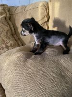 Chinese Crested Dog Puppies for sale in Vero Beach, FL 32966, USA. price: NA
