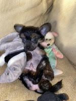 Chinese Crested Dog Puppies Photos