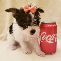 Chinese Crested Dog Puppies for sale in Fairhope, AL 36532, USA. price: NA