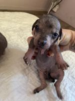 Chinese Crested Dog Puppies for sale in Kingston, NY 12401, USA. price: NA