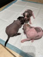 Chinese Crested Dog Puppies for sale in Miami, FL 33165, USA. price: NA