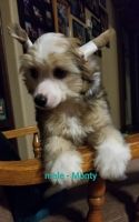 Chinese Crested Dog Puppies for sale in Moody, TX 76557, USA. price: NA