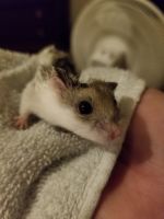 Chinese Hamster Rodents Photos