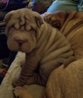Chinese Shar Pei Puppies for sale in Albuquerque, NM 87123, USA. price: NA