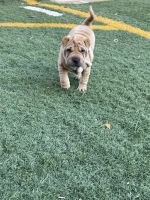 Chinese Shar Pei Puppies for sale in Serendipity Way, Palmdale, CA 93552, USA. price: NA