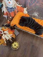 Chinese Shar Pei Puppies for sale in Orange, CA, USA. price: NA