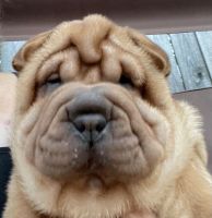 Chinese Shar Pei Puppies for sale in Youngstown, OH 44509, USA. price: NA