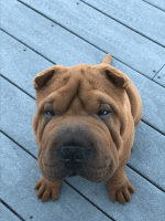 Chinese Shar Pei Puppies for sale in Seattle, WA, USA. price: NA
