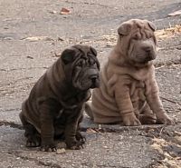 Chinese Shar Pei Puppies for sale in Pittsburgh, PA, USA. price: NA