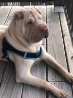 Chinese Shar Pei Puppies for sale in 2190 Seasons N Dr, Indianapolis, IN 46280, USA. price: NA