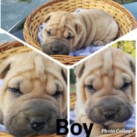 Chinese Shar Pei Puppies for sale in Higden, AR 72067, USA. price: NA