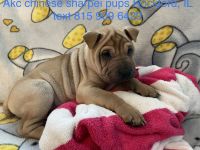 Chinese Shar Pei Puppies for sale in Rockford, IL, USA. price: NA
