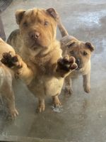 Chinese Shar Pei Puppies Photos