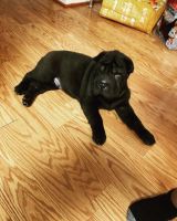 Chinese Shar Pei Puppies for sale in Elkridge, MD, USA. price: NA