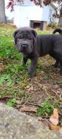 Chinese Shar Pei Puppies for sale in Mt Orab, OH 45154, USA. price: NA