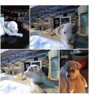 Chinese Shar Pei Puppies for sale in Alabaster, AL 35007, USA. price: NA