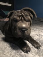 Chinese Shar Pei Puppies for sale in Dracut, MA 01826, USA. price: NA