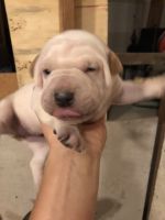 Chinese Shar Pei Puppies for sale in Roseville, CA, USA. price: NA